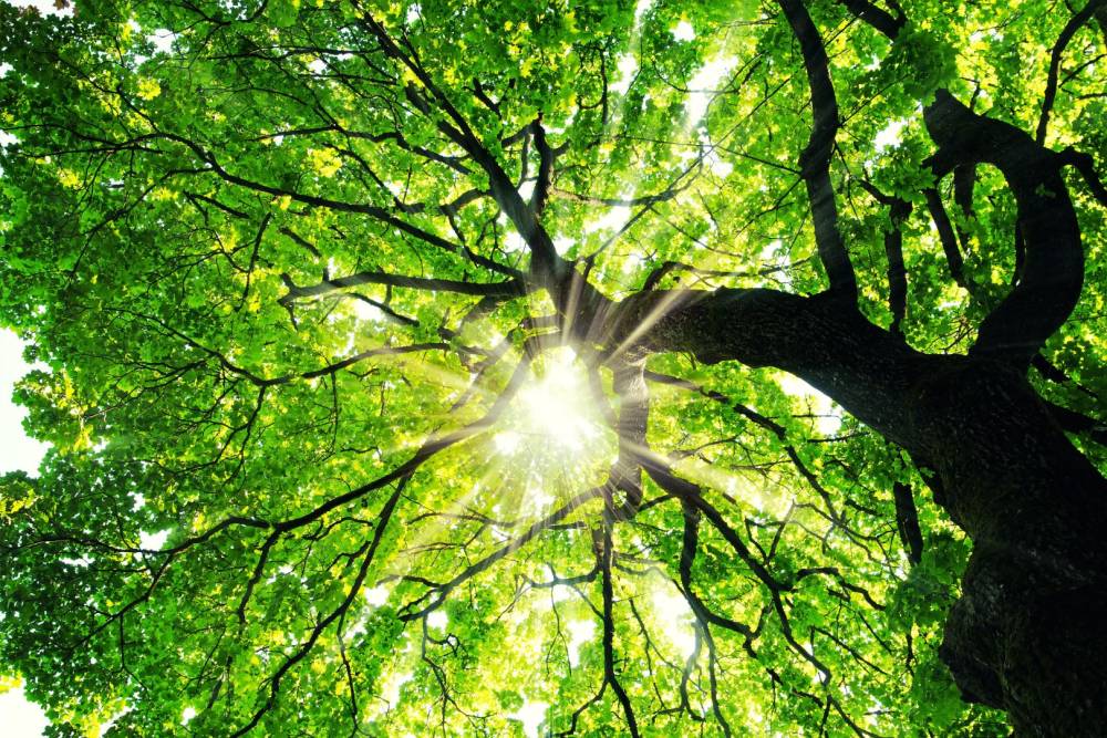 Traitement des arbres près de Portes-lès-Valence